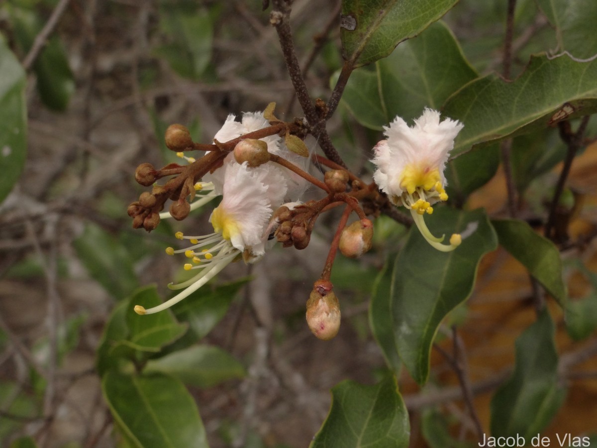 Hiptage benghalensis (L.) Kurz